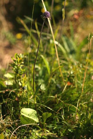 image Mordisco del diablo (Succisa pratensis), en Pirineos