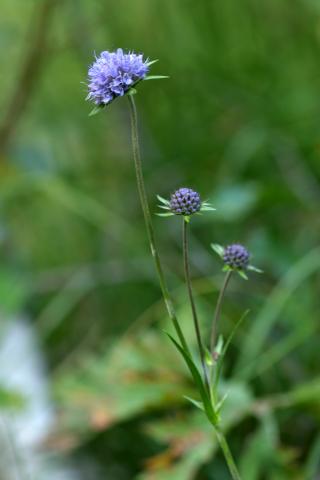 image Flores de Mordisco del diablo (Succisa pratensis), en Pirineos
