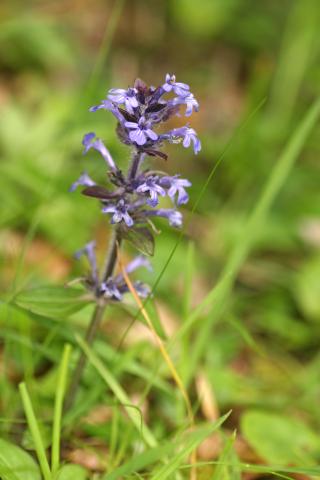image Flores de Espuela de Adonis (Anarrhinum bellidifolium)
