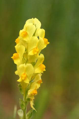 image Flores de Antirrhinum sp