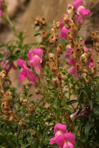 image Boca de dragón, Dragoncillo o Conejitos (Antirrhinum majus), en Pirineos