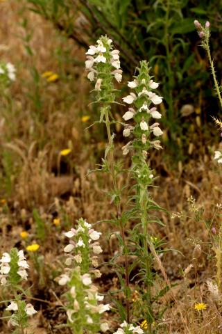 image Rosablanca o Gallocresta (Bellardia trixago), en Belmonte de Tajo, Madrid