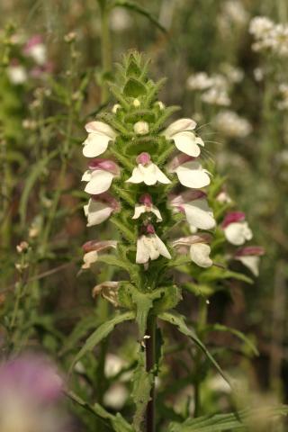image Flores de Rosablanca o Gallocresta (Bellardia trixago), en Belmonte de Tajo, Madrid