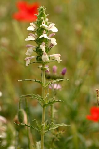 image Flores de Rosablanca o Gallocresta (Bellardia trixago), en Belmonte de Tajo, Madrid
