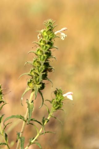 image Rosablanca o Gallocresta (Bellardia trixago), en Belmonte de Tajo, Madrid