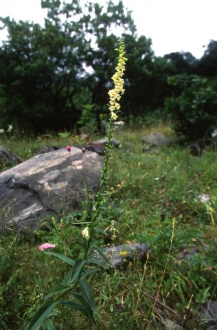 image Digital amarilla o Dedalera de San Jerónimo (Digitalis lutea), en Pirineos