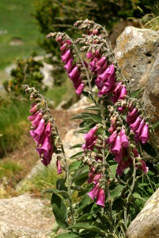 image Digital o Dedalera (Digitalis purpurea), en Pirineos