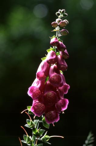 image Flores de Digital o Dedalera (Digitalis purpurea), en Pirineos