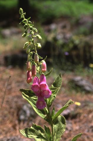 image Dedalera (Digitalis thapsi), en Valle del Tiétar