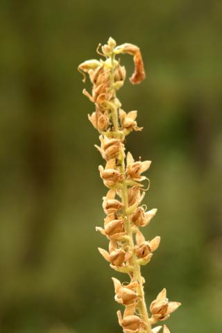 image Frutos y semillas de Dedalera (Digitalis thapsi), en Valle del Tiétar