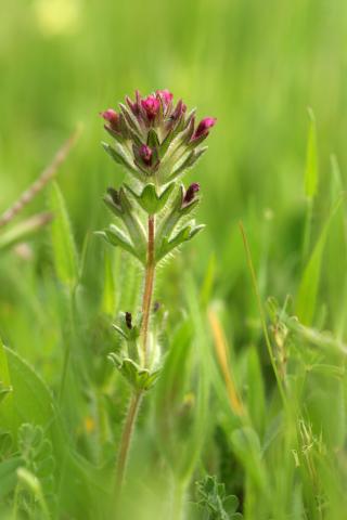image Parentucellia pegajosa (Parentucellia latifolia), en Madrid