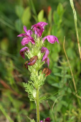image Flores de Gallarito (Pedicularis sylvatica), en Pirineos
