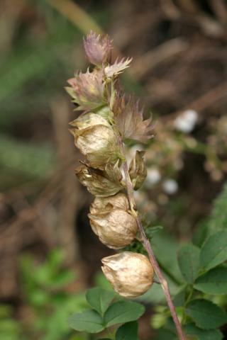image Cascabelera o Cresta de gallo (Rhinanthus mediterraneus), en Pirineos