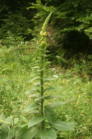 image Croca, Guardalobo o Hierba sabonera (Verbascum chaixiis), en Valle de Hecho, Huesca