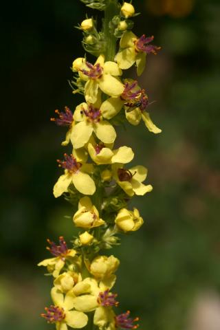 image Flores de Guardalobo negro (Verbascum nigrum) en Valle de Arán, Lleida