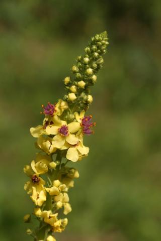 image Flores de Guardalobo negro (Verbascum nigrum) en Valle de Arán, Lleida