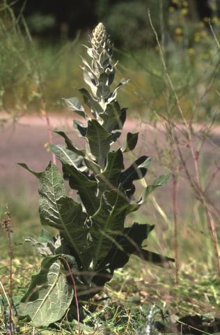 image Guardalobo (Verbascum pulverulentum), en Salamanca