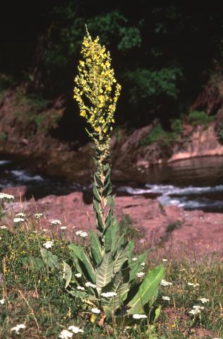 image Guardalobo (Verbascum pulverulentum) en Valle de Arán, Lleida