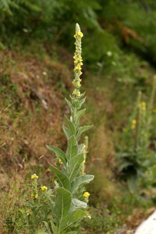 image Verbasco, Candelaria, Gordolobo (Verbascum thapsus), en Pirineos
