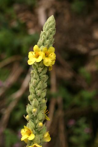 image Zona floral de Verbasco, Candelaria o Gordolobo (Verbascum thapsus), en Pirineos