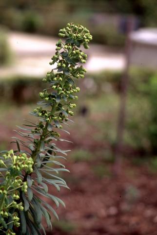 image Croca, Hierba topera, Tártago mayor o Lechetrezna (Euphorbia characias), en Madrid