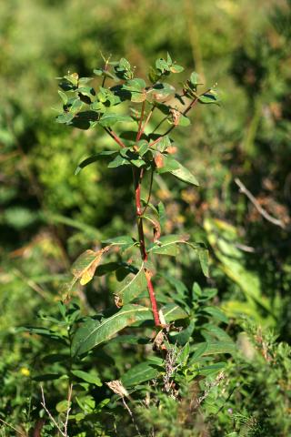 image Euphorbia platyphyllos, en Pirineos