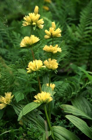 image Genciana moteada (Gentiana burseri) en Valle de Arán, Lleida