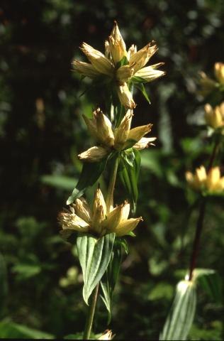 image Genciana moteada (Gentiana burseri) en Valle de Arán, Lleida