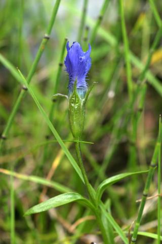 image Genciana ciliada (Gentiana ciliata) en Valle de Arán, Lleida