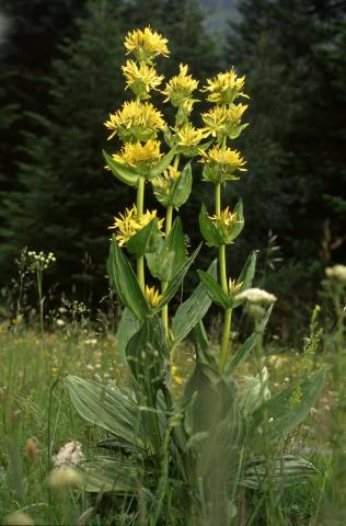 image Genciana amarilla, Ajenciana o Chansana (Gentiana lutea), en Pirineos