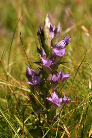 image Genciana de campo (Gentianella campestris), en Benasque, Huesca