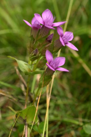 image Flores de Gencianilla (Gentianella sp.) en Valle de Arán, Lleida
