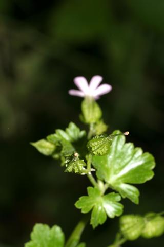 image Geranio silvestre, Geranio cuarto, Alfileres o Pico de cigüeña cuarto (Geranium lucidum), en Pirineos