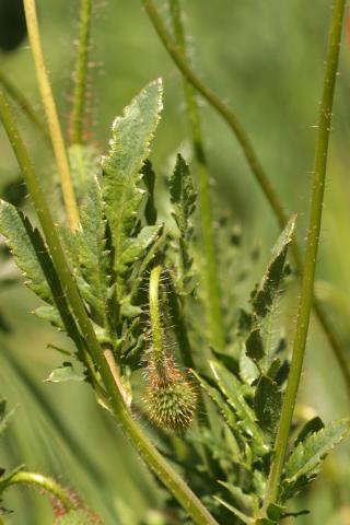 image Hojas y capullo de Amapola común o silvestre (Papaver rhoeas), en Madrid