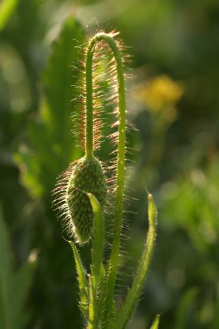 image Capullo de Amapola común o silvestre (Papaver rhoeas), en Madrid