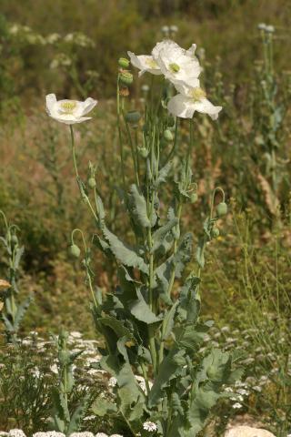 image Amapola real, Adormidera o Planta del opio (Papaver somniferum), en Madrid