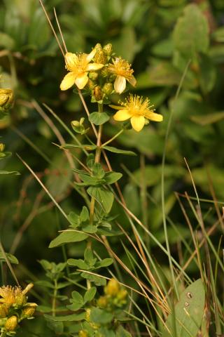 image Hipérico o Corazoncillo (Hypericum richeri), en Pirineos