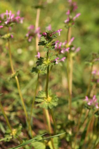 image Conejitos, Zapatitos u Ortiga mansa (Lamium amplexicaule), en Madrid