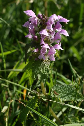 image Ortiga muerta (Lamium maculatum), en Pirineos