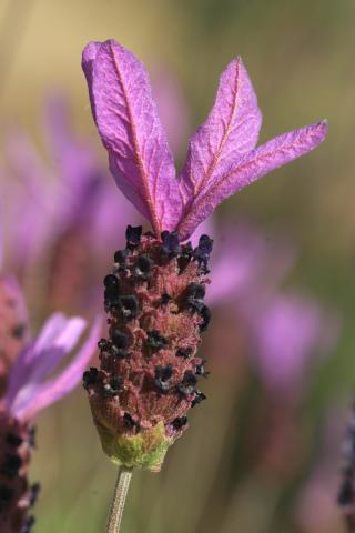 image Flor de Cantueso o Tomillo borriquero (Lavandula stoechas subsp. pedunculata), en Valle del Tiétar