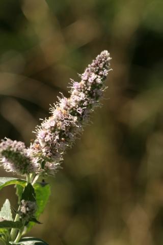image Flores de Menta silvestre o de caballo (Mentha longifolia), en Pirineos