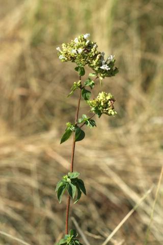 image Orégano verde (Origanium virens), en Valle del Tiétar