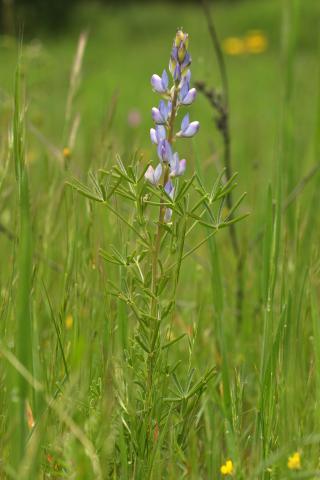 image Altramuz azul (Lupinus angustifolius), en Valle del Tiétar