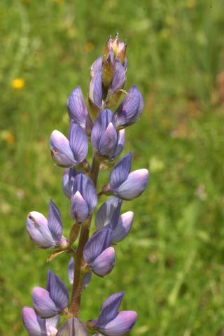 image Flores de Altramuz azul (Lupinus angustifolius), en Valle del Tiétar
