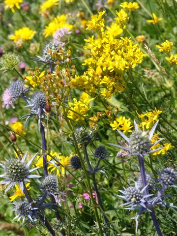 image Vegetación subalpina en el Valle del Tena, Huesca