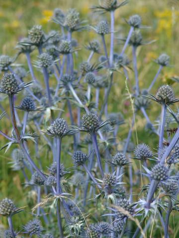 image Detalle de vegetación en Peña Forato, Valle del Tena, Huesca