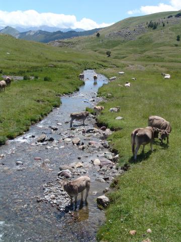 image Río Gállego, Huesca