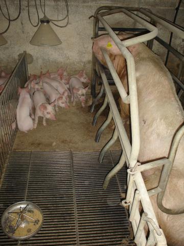 image Sala de partos de una explotación de porcino