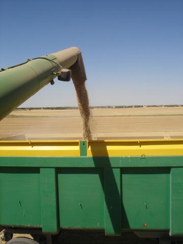 image Descarga del cereal desde la cosechadora al remolque