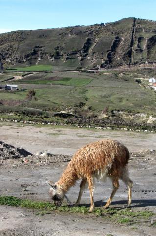 image Llama en Quilotoa, Ecuador
